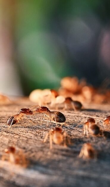 Termites-Near-Plants
