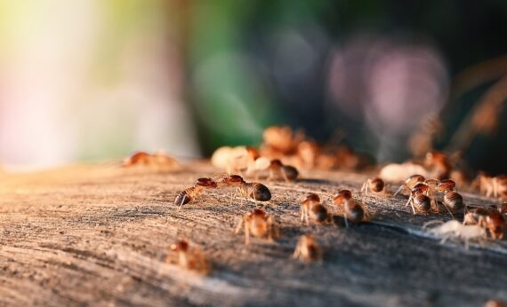 Termites-Near-Plants